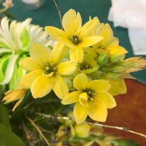 Meet your Posher, Lucy